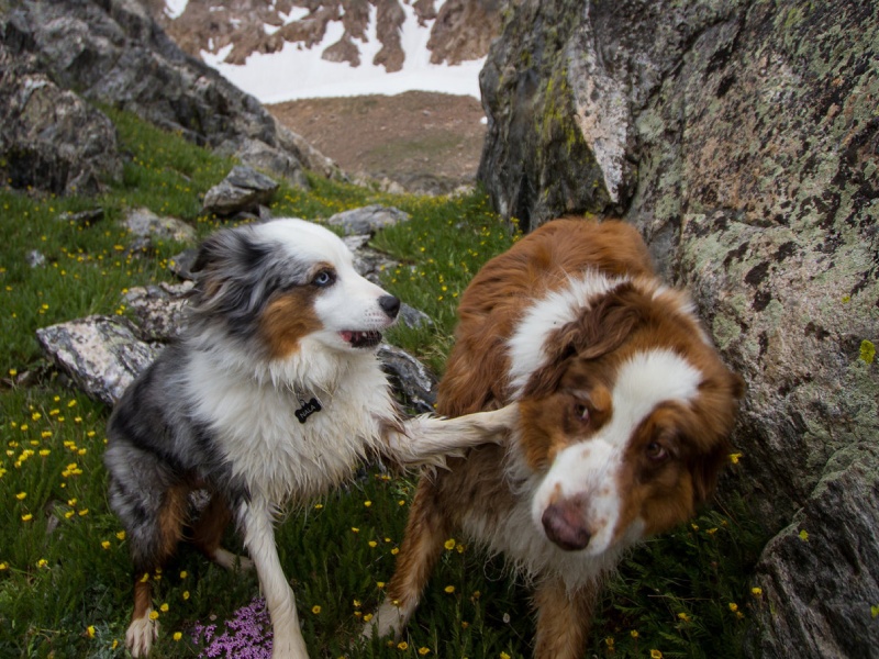 hotel petfiendly sierra nevada